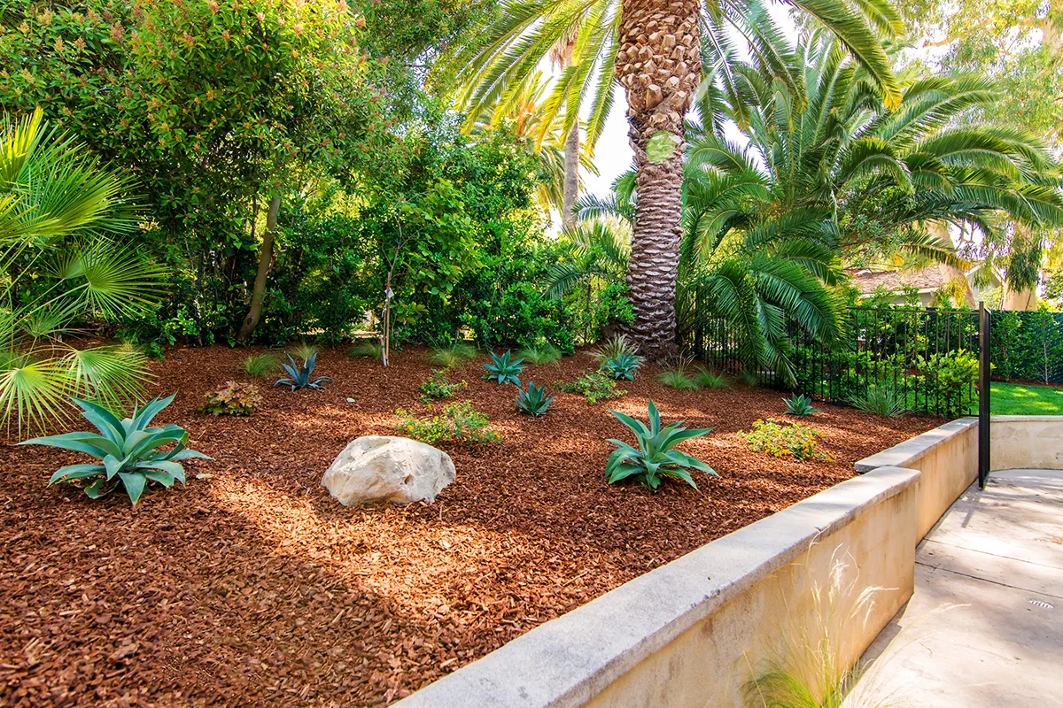 Landscape construction featuring mulched planting beds with agave plants, palm trees, decorative boulder, and a concrete retaining wall