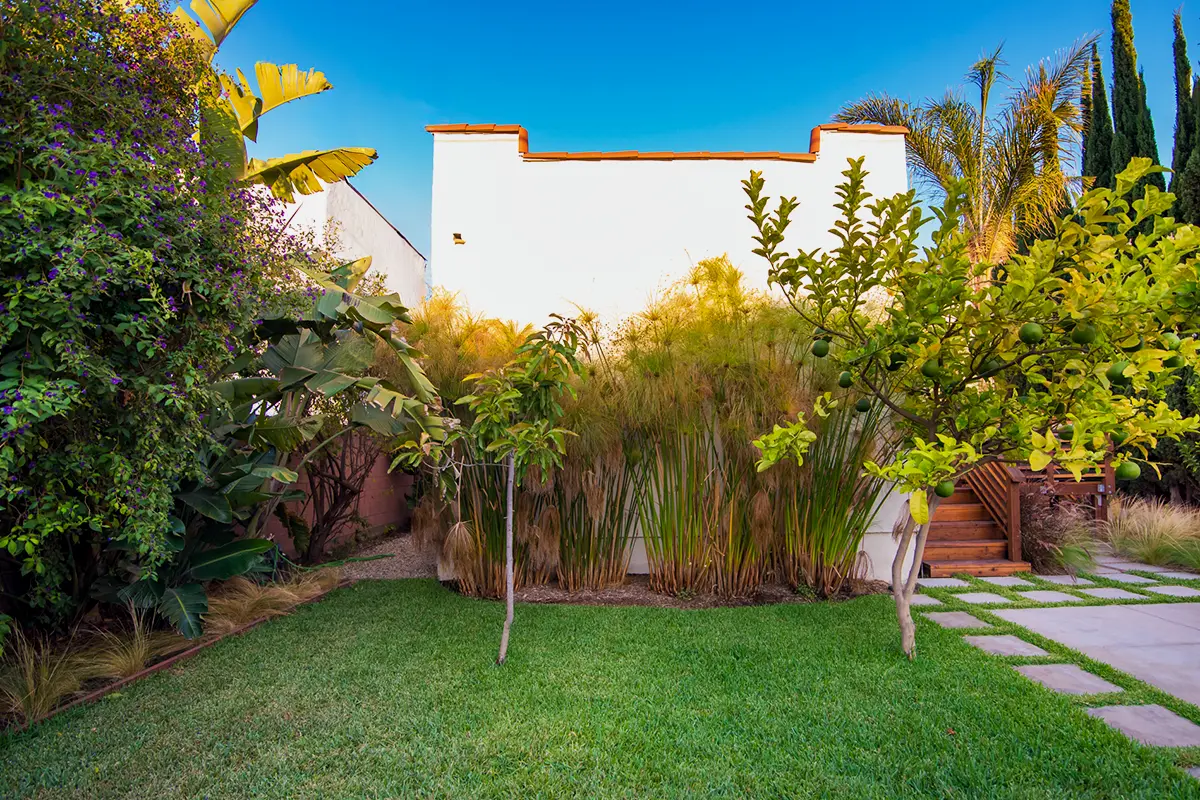 Backyard landscape construction featuring a green lawn, fruit trees, ornamental grasses, tropical planting, and stepping stone pathway