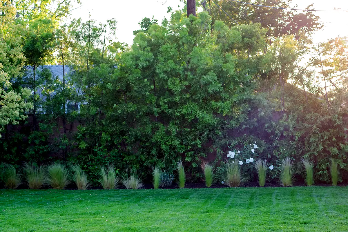 Backyard landscape and softscape featuring green lawn with privacy shrubs and ornamental grass planting