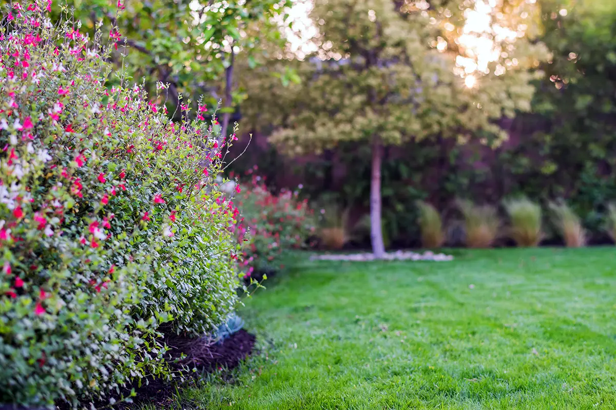 Backyard landscape and softscape featuring green lawn and flowering shrub planting along perimeter beds