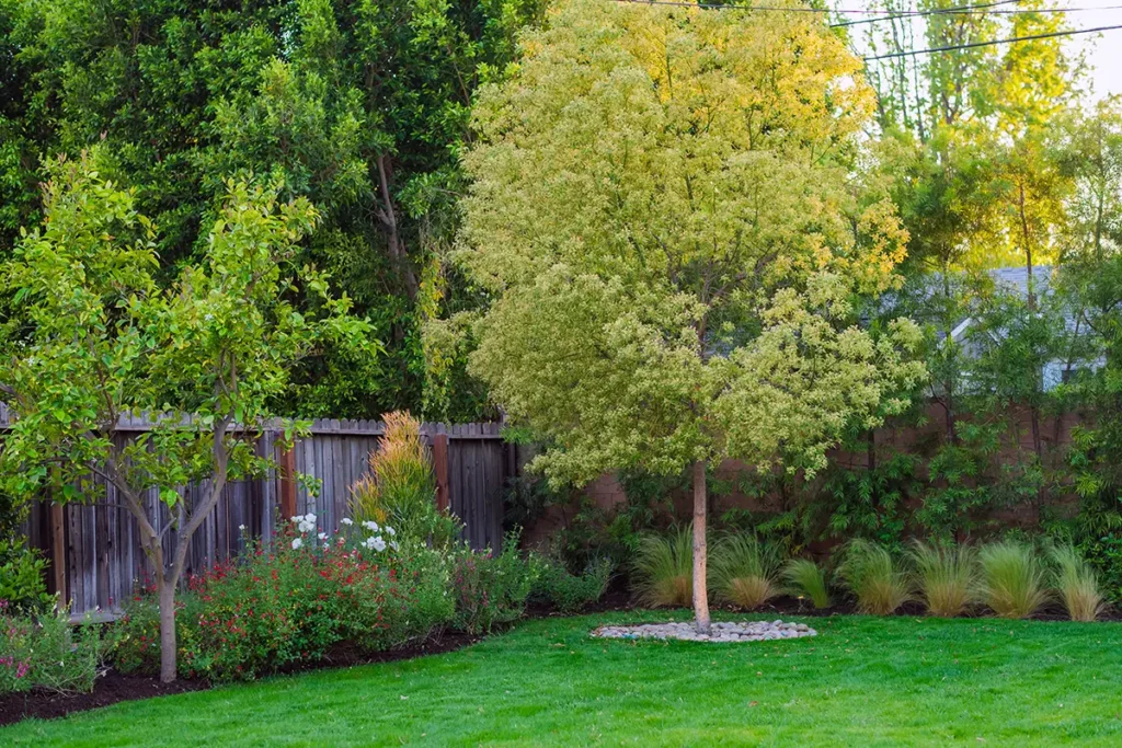 Backyard landscape and softscape with green lawn, tree planting, and perimeter planting beds