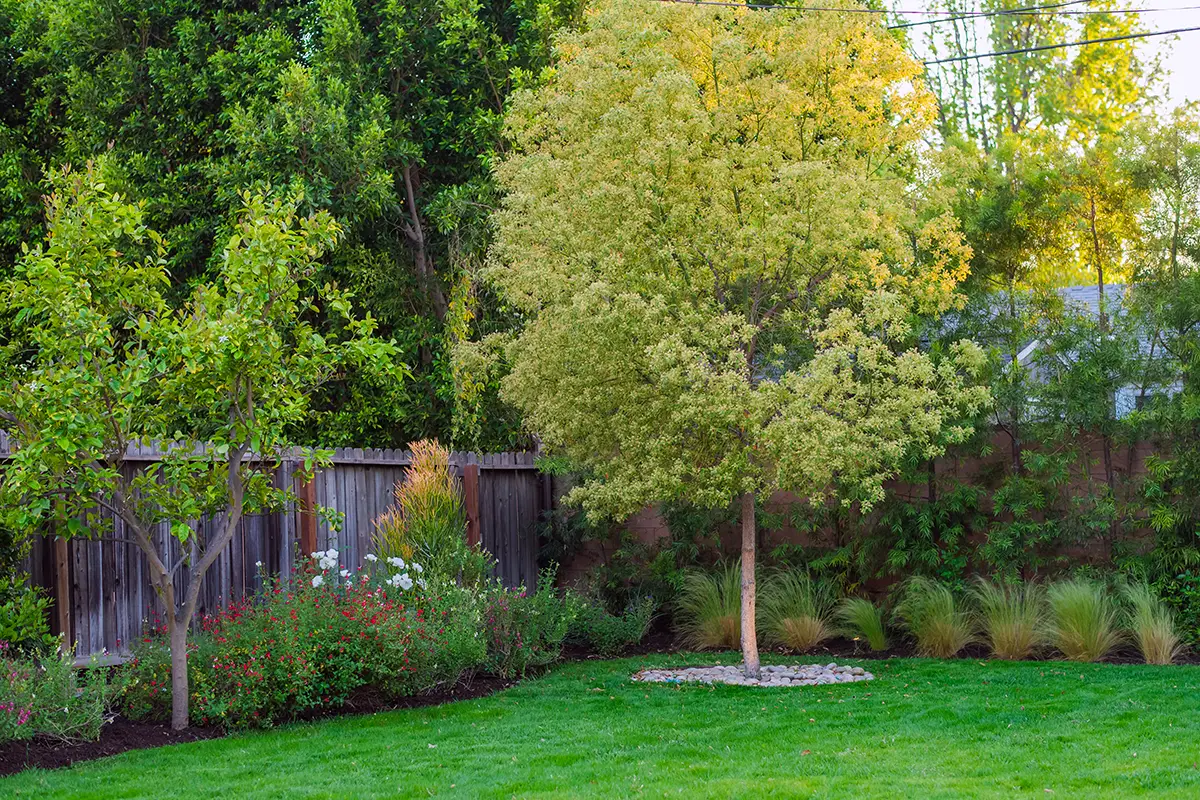 Backyard landscape and softscape with green lawn, tree planting, and perimeter planting beds