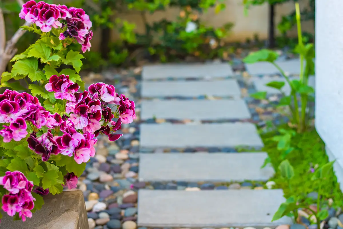 Flowering softscape planting with pink blooms alongside a concrete stepping stone walkway set in decorative pebbles