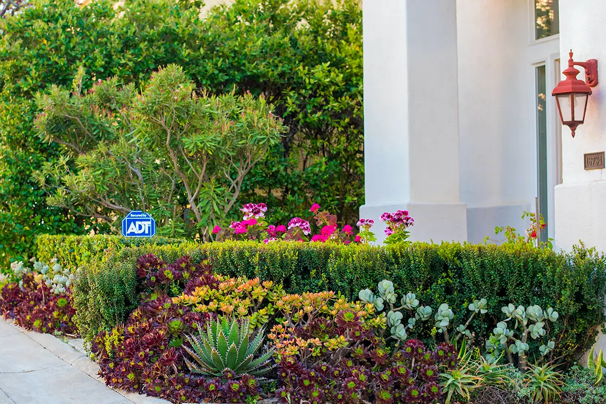 Front yard landscape and softscape featuring layered planting beds with succulents, shrubs, and decorative mulch